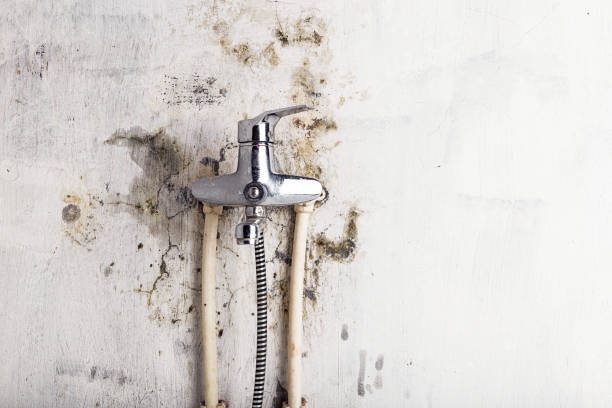  New Paris, IN Mold Removal Pros