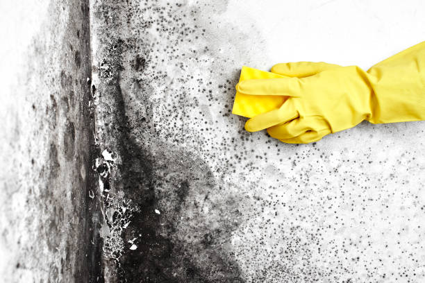 Best Fast Mold Removal  in New Paris, IN