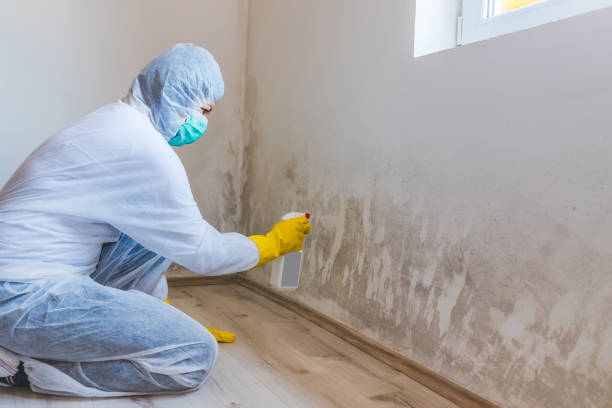 Best Mold Removal Process  in New Paris, IN