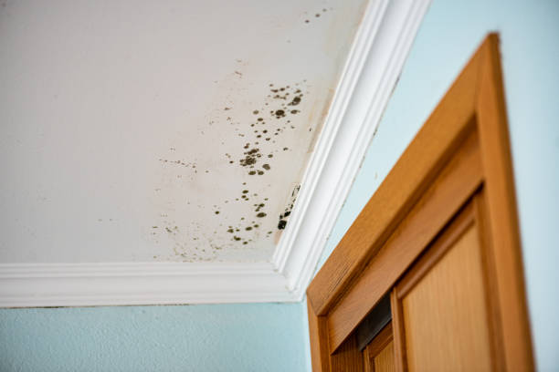 Best Professional Mold Removal  in New Paris, IN