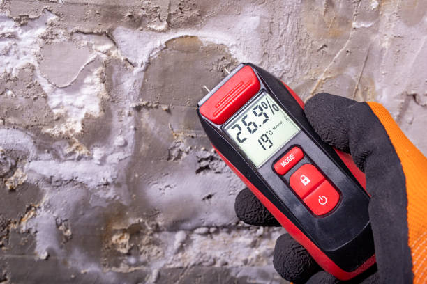 Best Black Mold Removal  in New Paris, IN