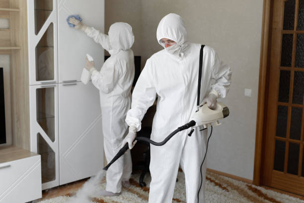 Best Attic Mold Removal  in New Paris, IN