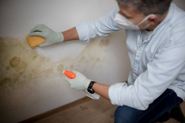 Trusted New Paris, IN Mold Removal Experts
