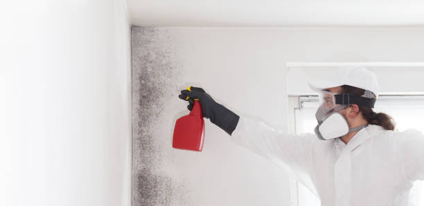 Best Black Mold Removal  in New Paris, IN