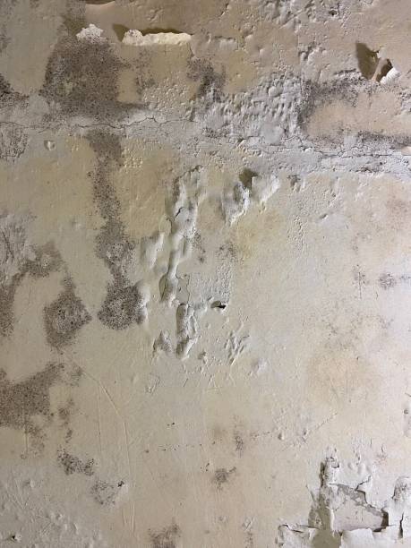 Best Local Mold Removal Service  in New Paris, IN