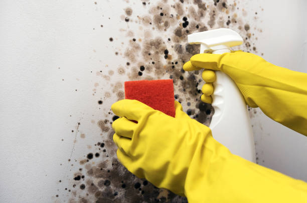 Best Same-Day Mold Removal  in New Paris, IN