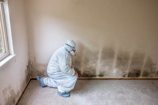 Best Emergency Mold Removal  in New Paris, IN