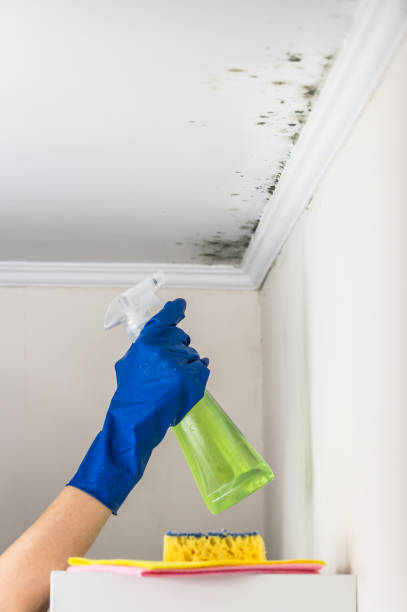 Best Best Mold Removal Companies  in New Paris, IN
