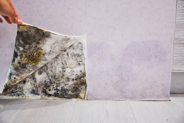 Best Residential Mold Removal  in New Paris, IN